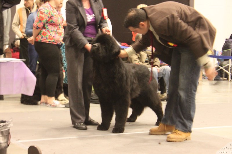 Фото: ньюфаундленд Маркиз Максимельен Де Марк (Markiz Maximilien de Mark)