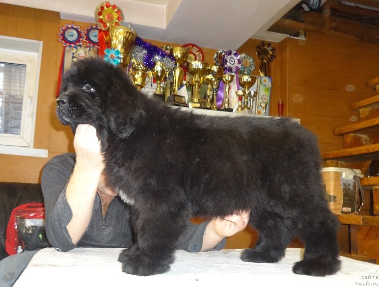 Фотография № 218369