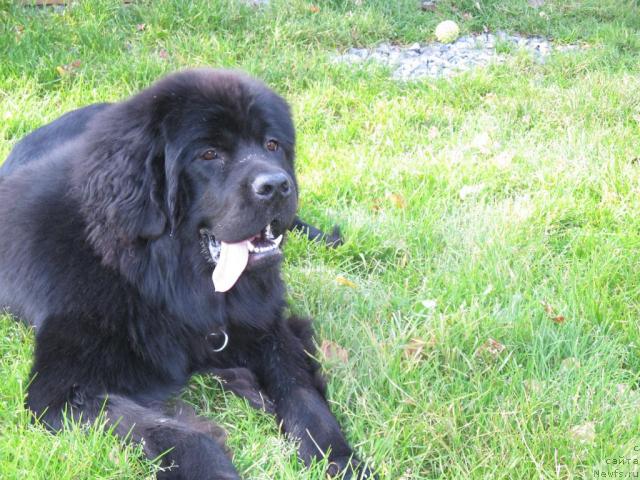 Фото: ньюфаундленд Фентази (Fantasy)