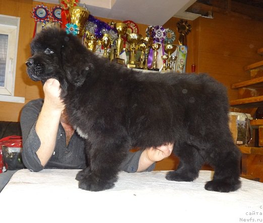 Фото: ньюфаундленд Ньюфорт из Пены Морской Афродита (Njufort iz Peni Morskoy Afrodita)