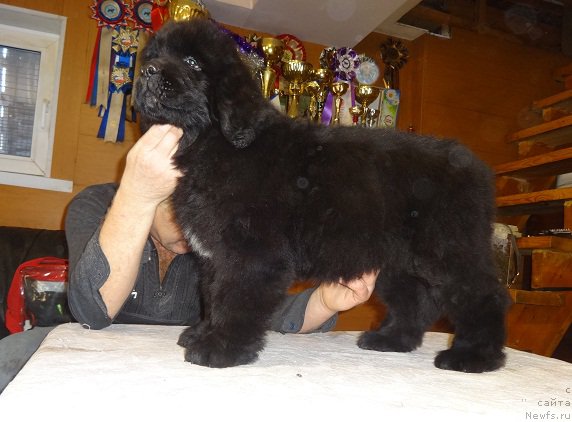 Фото: ньюфаундленд Ньюфорт из Пены Морской Афродита (Njufort iz Peni Morskoy Afrodita)