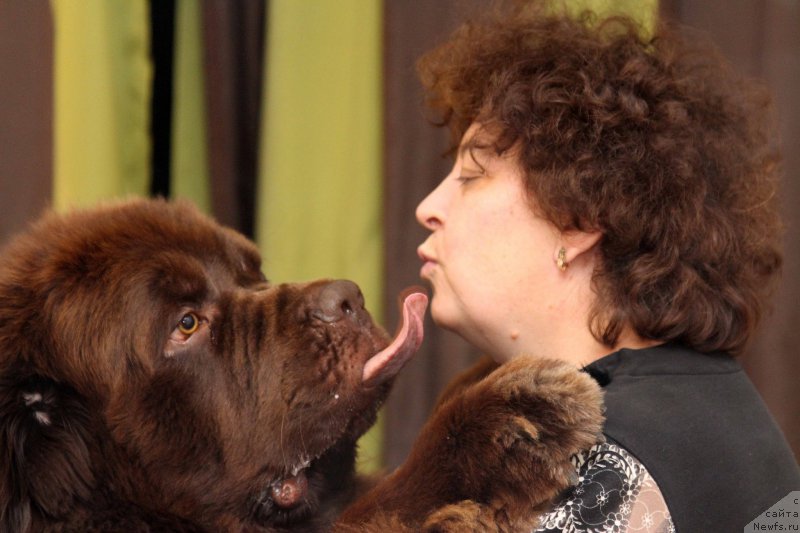 Фото: ньюфаундленд Чарли Де Бест Хелфи Пэл (Charli The Best Helfi Pel), Елена Шмелева