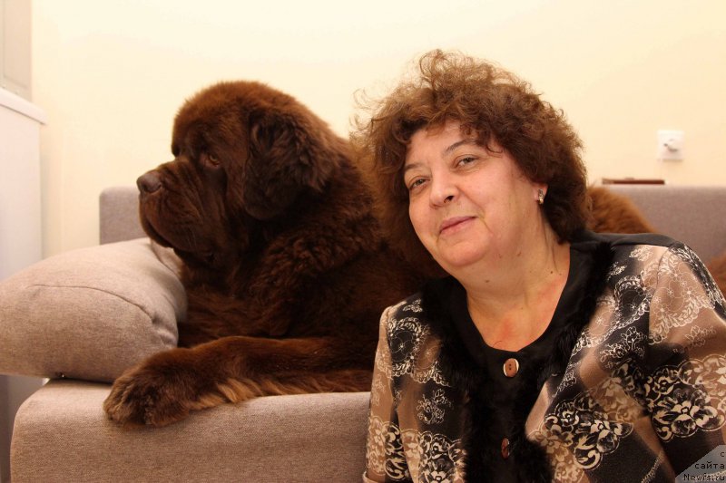 Фото: ньюфаундленд Чарли Де Бест Хелфи Пэл (Charli The Best Helfi Pel), Елена Шмелева