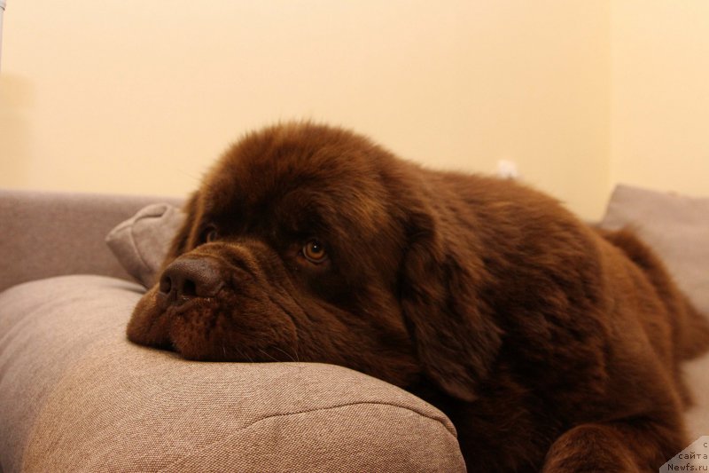 Фото: ньюфаундленд Чарли Де Бест Хелфи Пэл (Charli The Best Helfi Pel)