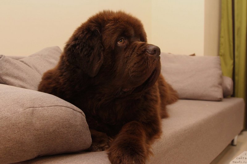 Фото: ньюфаундленд Чарли Де Бест Хелфи Пэл (Charli The Best Helfi Pel)