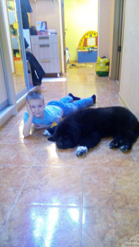 Фото: ньюфаундленд Май Френд Ньюфи Л'Ю Дез Эсперид