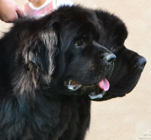 Фото: ньюфаундленд Ньюфорт Атлантида (Njufort Atlantida), ньюфаундленд Real Masterpiece Midnight Bear