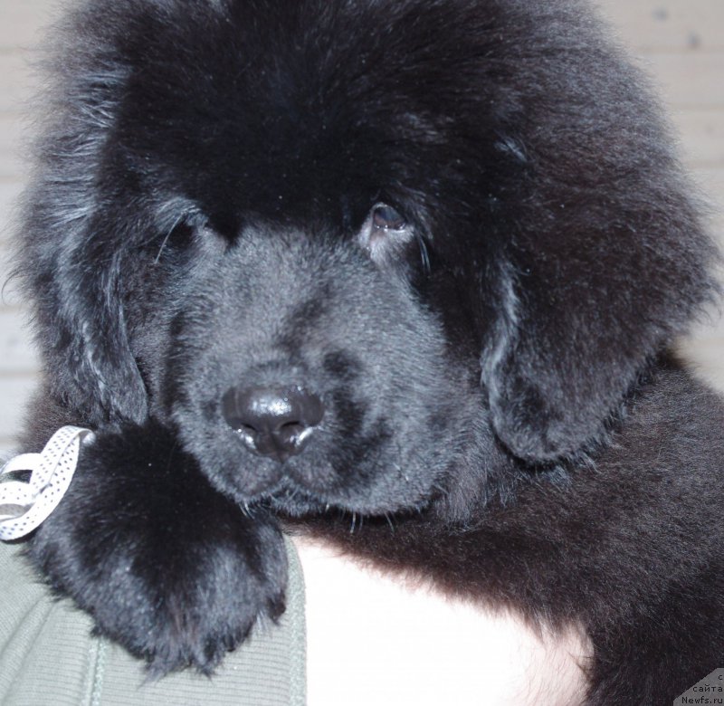 Фото: ньюфаундленд Май Френд Ньюфи Литтл Лав