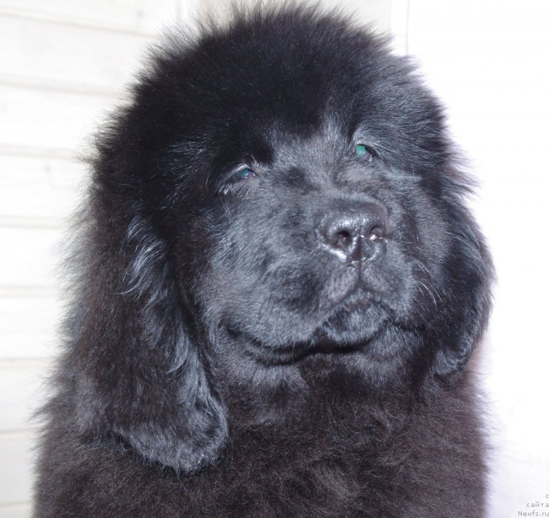 Фото: ньюфаундленд Май Френд Ньюфи Литтл Лав