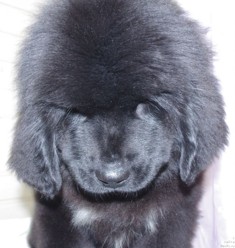 Фото: ньюфаундленд Май Френд Ньюфи Литтл Лав