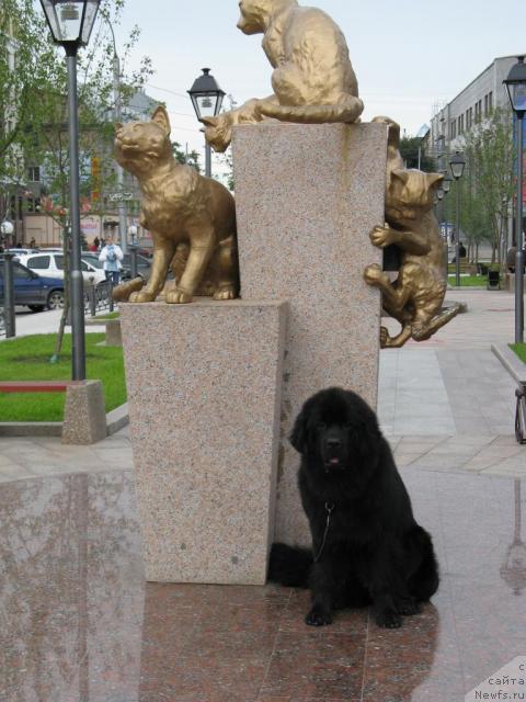 Фото: ньюфаундленд Фентази (Fantasy)