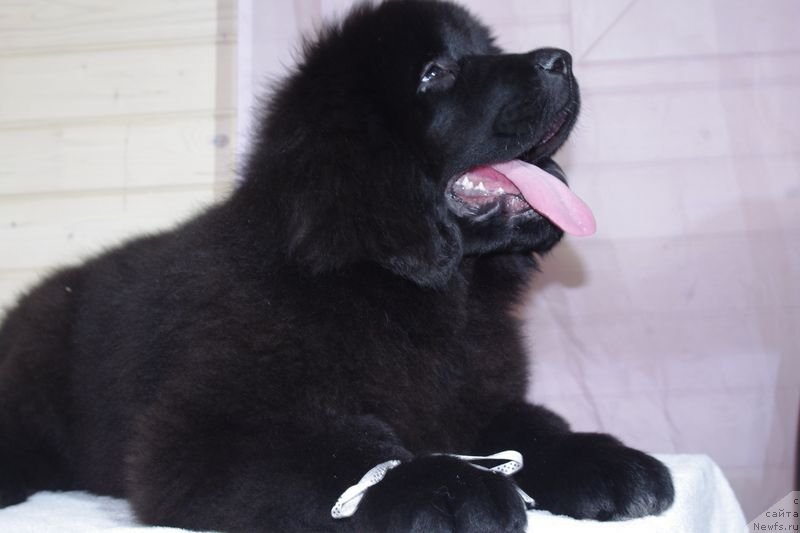 Фото: ньюфаундленд Май Френд Ньюфи Литтл Лав