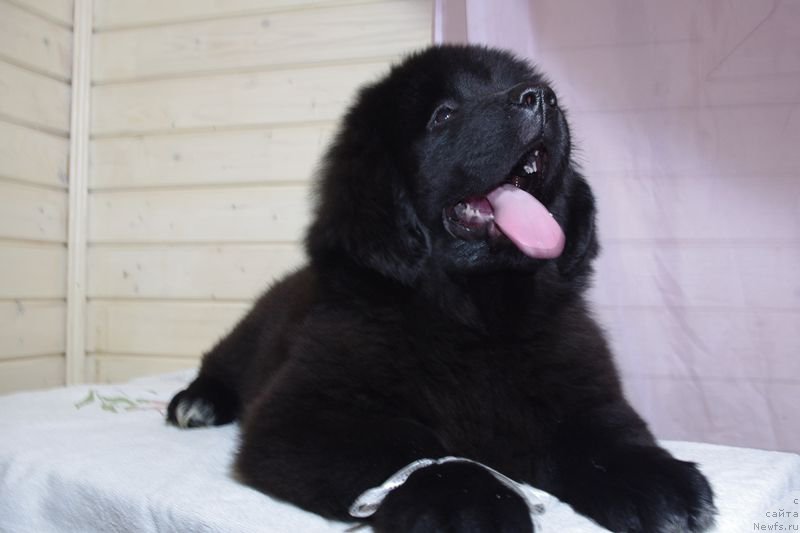 Фото: ньюфаундленд Май Френд Ньюфи Литтл Лав