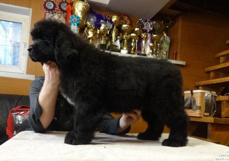 Фото: ньюфаундленд Ньюфорт из Пены Морской Афродита (Njufort iz Peni Morskoy Afrodita)