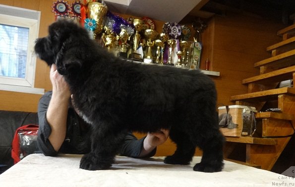 Фото: ньюфаундленд Ньюфорт из Пены Морской Афродита (Njufort iz Peni Morskoy Afrodita)