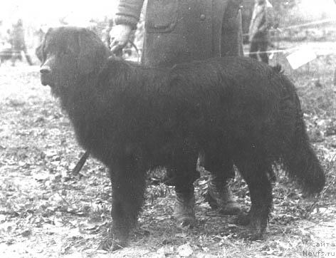 Фото: ньюфаундленд Джей Герона Терра Нова