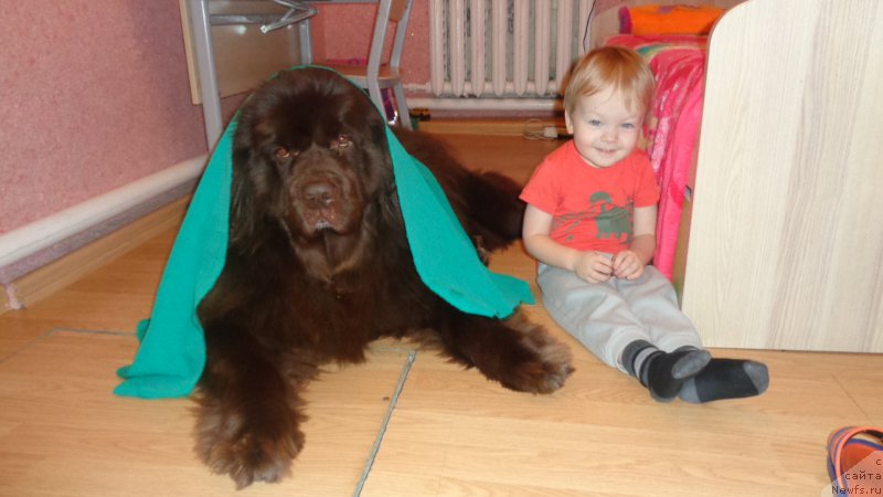 Фото: ньюфаундленд Хохотушка с Берега Дона (Hohotushka s Berega Dona)