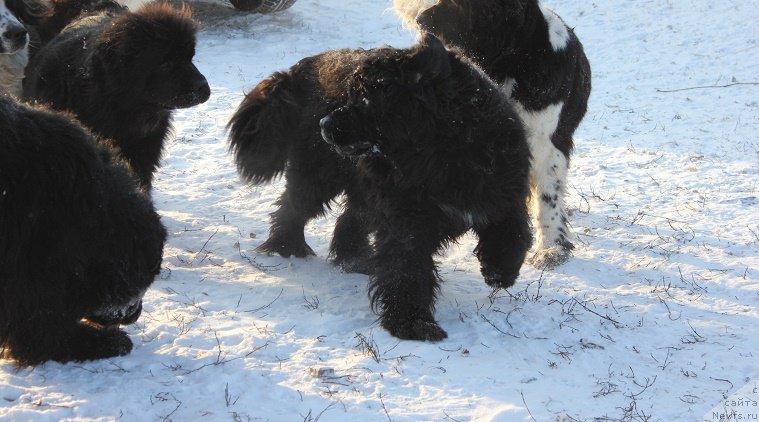 Фотография № 218408