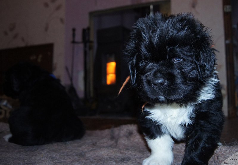 Фотография № 218413