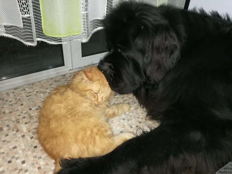 Фотография № 218419