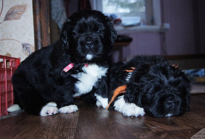 Фото: ньюфаундленд Супер Бизон Тея, ньюфаундленд Супер Бизон Томас