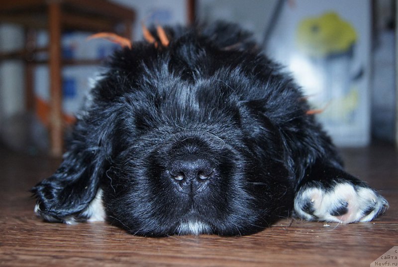 Фотография № 218423