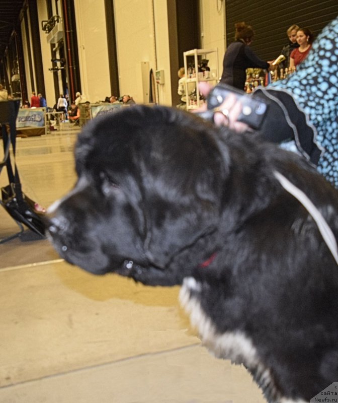 Фотография № 218425