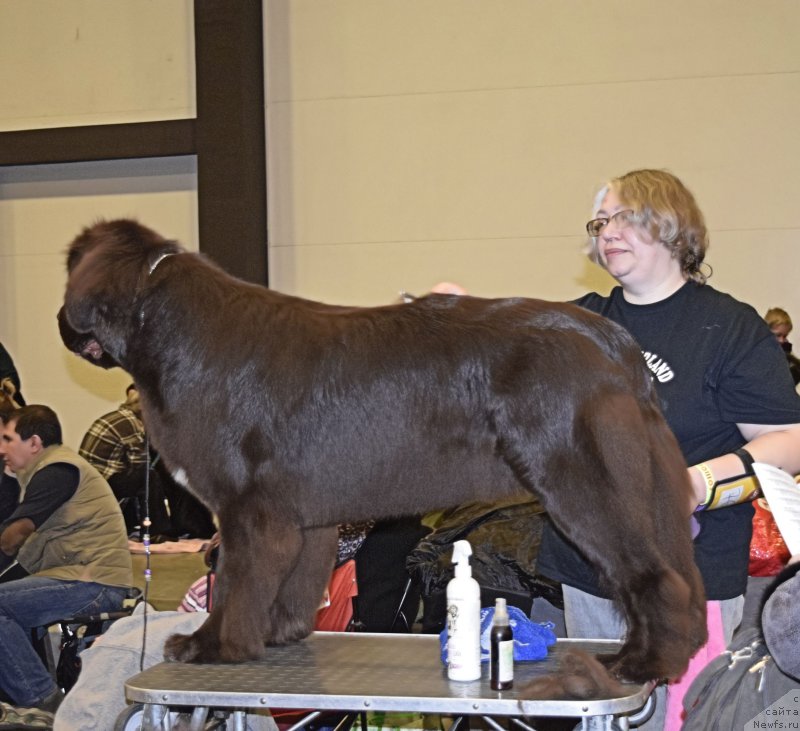 Фото: ньюфаундленд Акватория Келвин Хизер Хани (Aquatoriya Kelvin Heather Honey)