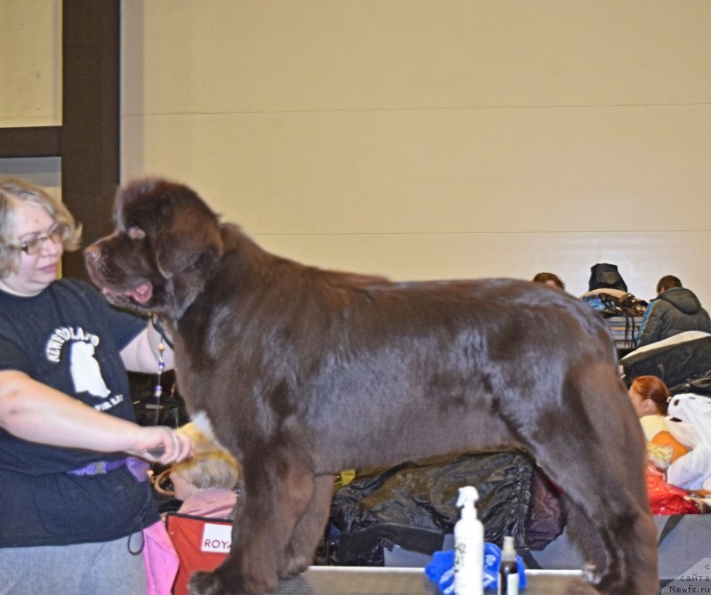 Фото: ньюфаундленд Акватория Келвин Хизер Хани (Aquatoriya Kelvin Heather Honey)