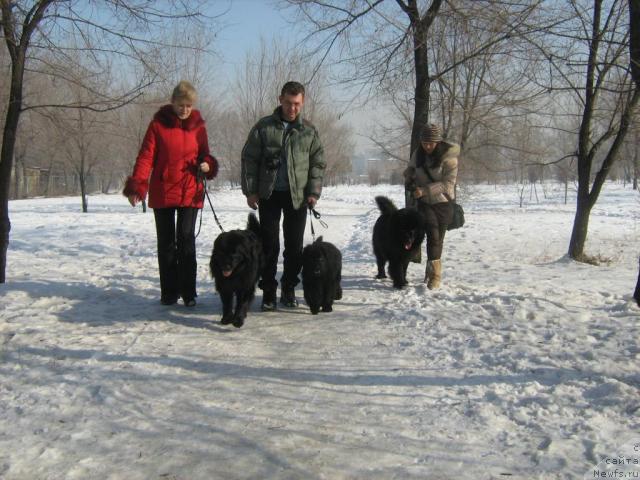 Фото: Елена Сыса (Савина), ньюфаундленд Женевьев Гарни Ледэн, Владислав Тимофеев, малыш Бостон, Лаура  и Гектор.