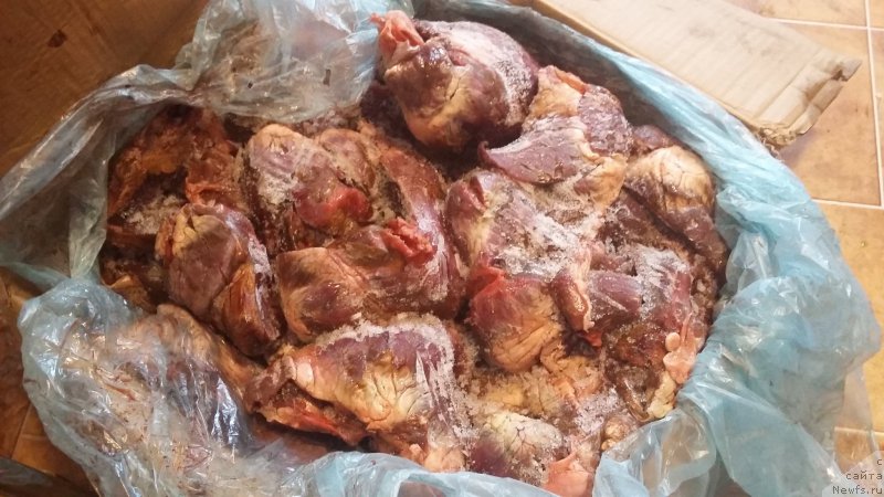 Фотография № 218448