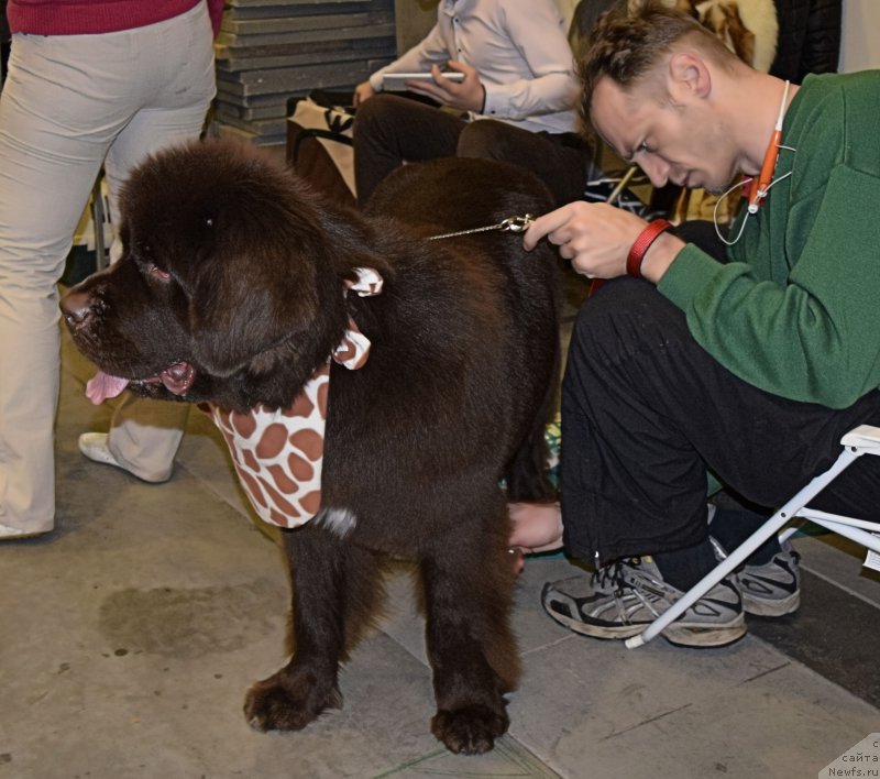 Фотография № 218459