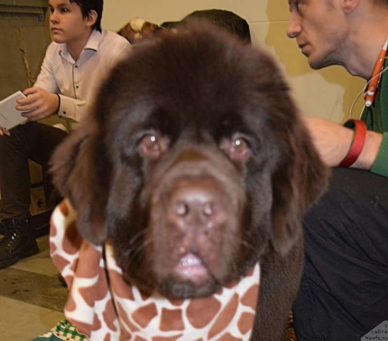 Фотография № 218460