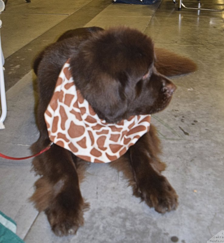 Фотография № 218461