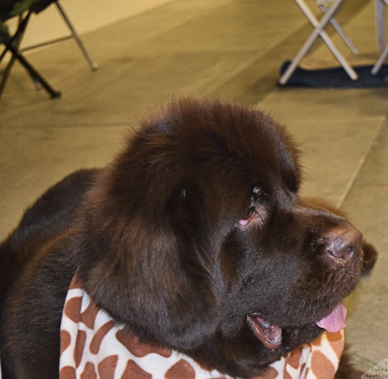 Фотография № 218462