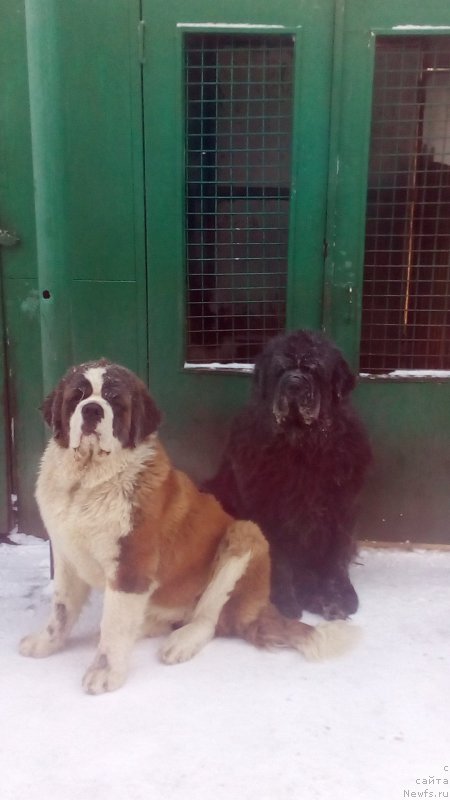 Фото: ньюфаундленд Сент Джонс Заура (Sent Djons Zaura)