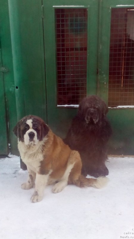 Фото: ньюфаундленд Сент Джонс Заура (Sent Djons Zaura)