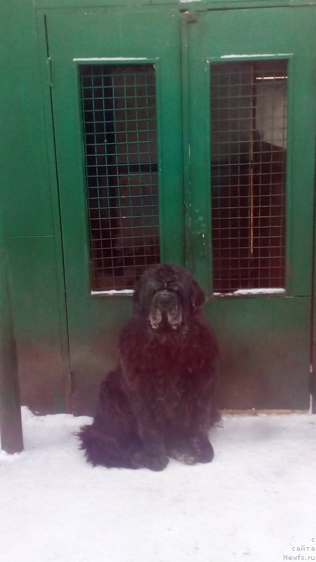 Фото: ньюфаундленд Сент Джонс Заура (Sent Djons Zaura)