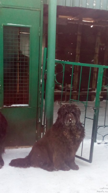 Фото: ньюфаундленд Браунблад МСК Бетани Эйс