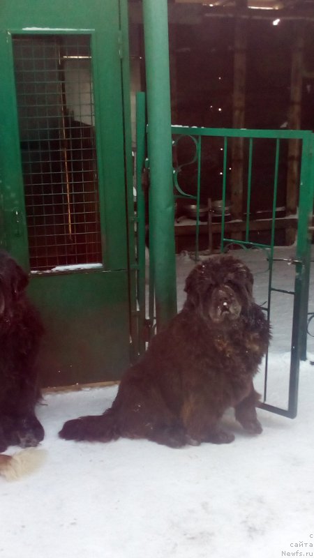 Фото: ньюфаундленд Браунблад МСК Бетани Эйс