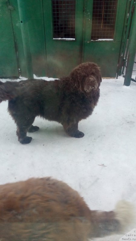 Фото: ньюфаундленд Браунблад МСК Бетани Эйс