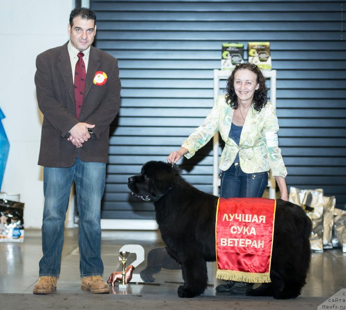 Фото: ньюфаундленд Бегущая по Волнам Вся Такая Растакая (Beguschaya po Volnam Vsya Takaya Rastakaya)