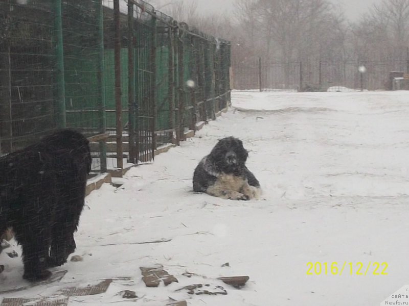 Фото: ньюфаундленд Селин Дион