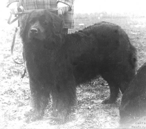 Фото: ньюфаундленд Злата Фон Баталь Бей