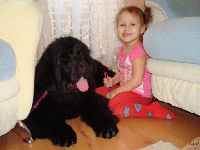 Фото: ньюфаундленд King of Helluland Good Friend