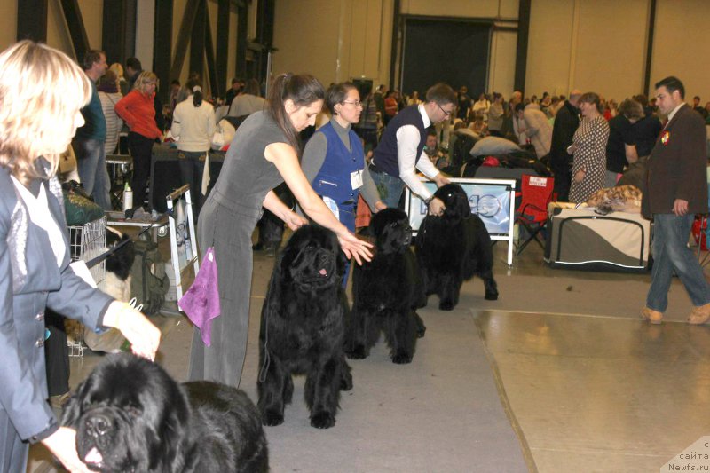 Фото: ньюфаундленд Jonathan Poursmigar iz Volotova, ньюфаундленд Joyeux Rodger iz Volotova, ньюфаундленд Смигар Танго ин зе Найт (Smigar Tango in the Night), ньюфаундленд Ursinus Velutus Touch Of Magic