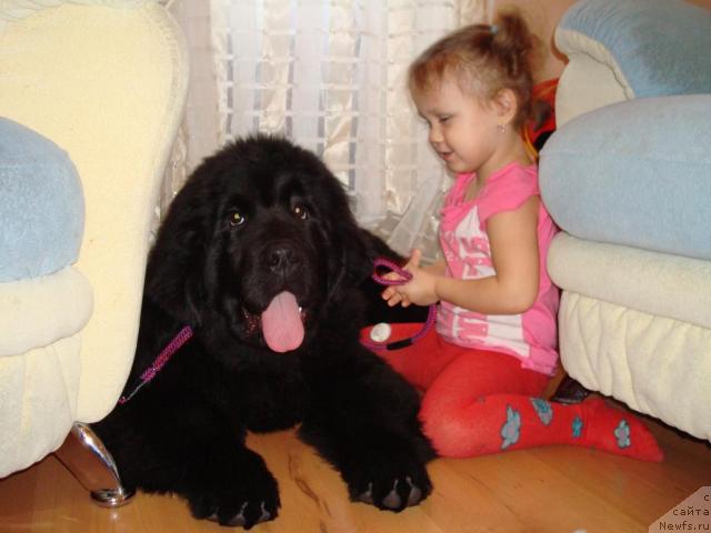 Фото: ньюфаундленд King of Helluland Good Friend