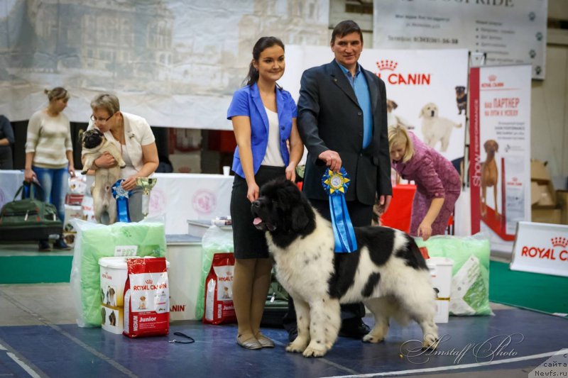 Фото: ньюфаундленд Oukaya Forever Le Grand Ami for-Akvian Song