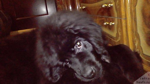 Фото: ньюфаундленд Реми Мартин Луи из Антаграда (Remi Martin Lui is Antagrada)