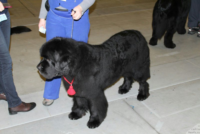 Фото: ньюфаундленд Смигар Танго ин зе Найт (Smigar Tango in the Night)